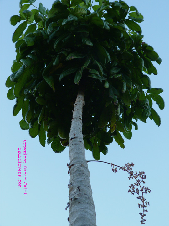 آلوی داویدسون